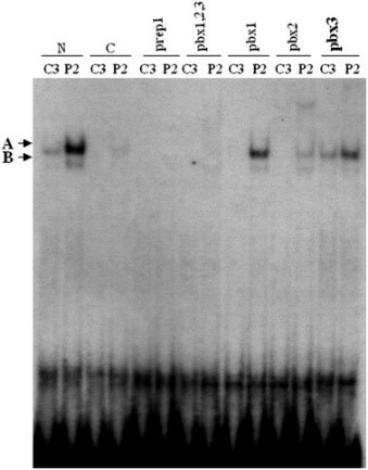 Overexpression of PREP-1 induces an increase of PREP-1-PBX DNA binding activity.jpg